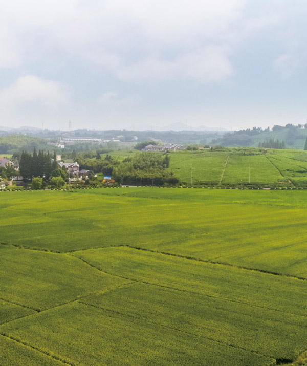 盛華林廠(chǎng)區(qū)二